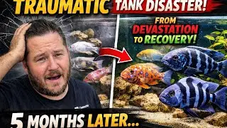 We&rsquo;re Back! But Did All the Fish Survive? | African Cichlid Tank Disaster & Recovery