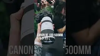 Which would you choose?: Canon RF 100-500mm f/4.5-7.1 or Sigma 60-600mm f/4.5-6.3