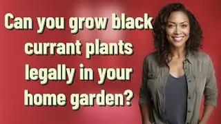 Can you grow black currant plants legally in your home garden?