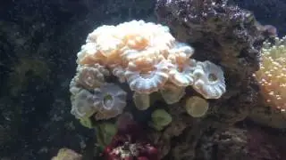 Biocube 29