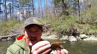intro to river bugs