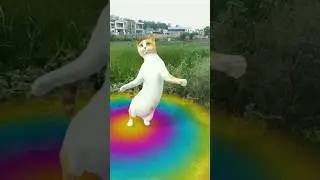 chunni mein Hui chunni mein #dj remix😆😄😄😄💯 #love #song #funny #dj song #musical style #cat