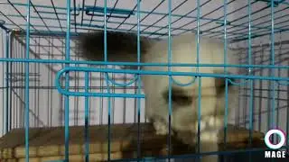 TOP QUALITY  EXTREME PUNCH PERSIAN CAT RAGDOLL 🐈