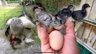 1 mois après l’éclosion les poussins 🐥 ! HARCELEMENT des poules par le coq attention ⚠️ danger !