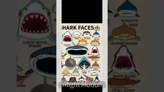 ep - 20 Shark faces Broadnose sevengill shark 🦈 #shorts #broadnosesevengillshark