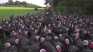 Turns out what turkeys REALLY like is a good laugh, at my expense. Sound up&hellip;