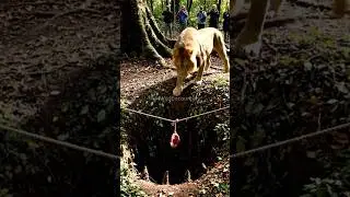 &ldquo;Wild Lion Escapes Giant Forest Trap &ndash; Stunning Wildlife Short&rdquo;