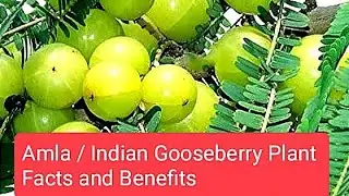 #Amla #Indian Gooseberry  #Plant #Fruit #Facts #Benefits #yt #travel #nature #tree #garden
