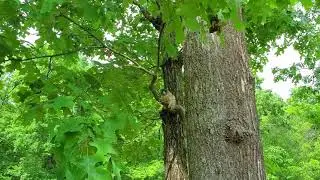Southern Gray Fox Squirrel