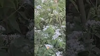 Siam weed,  Blue mistflower, Devil weed, Christmas bush,  Bitter bush#nature #love #tranding