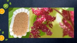 The Aztec Superfood | Amaranth