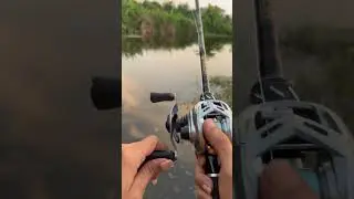 Daiwa Alphas sv tw 800s