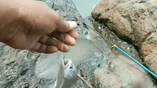 MANCING IKAN GELAMA DI PANTAI TANJUNG BATU @Gogonmancing