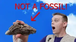 How To Identify Real Fossils