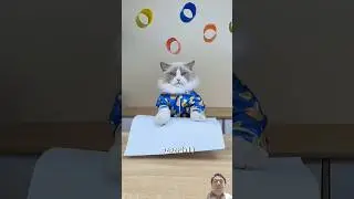 paper airplane, a flying masterpiece #diy #cat #cute