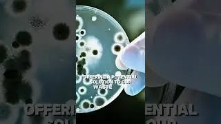 Plastic-Eating Bacteria: Nature's Recycling Miracle!