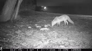 Red Fox Feeding on the Lawn