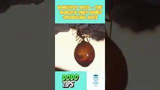 Honeypot Ants &ndash; The World&rsquo;s Only Honey-Producing Ants #animals #facts #amazingfacts