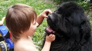 Ваня играет в мячик с большой  собакой породы ньюфаундленд