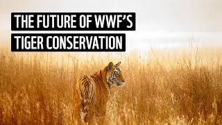 WWF's Tiger Conservation (2023-2034)