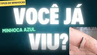 Minhoca Azul no Minhoc&aacute;rio: Esp&eacute;cie Rara com Cor Inusitada Aparece na Compostagem