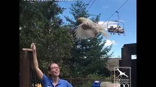 Chickens CAN Fly!