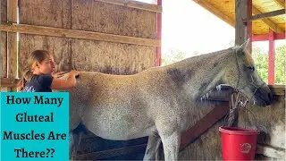 Морской конный массаж ягодичных мышц, часть 4