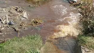 Saharan pur star paper mill effluent