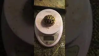 Sri lanka star tortoise growth in a month