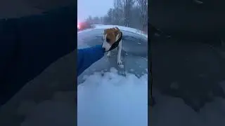 Dog gets saved from breaking ice I Subscribe for more  #rescue   #bodycam  #wildliferescue  #dog