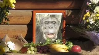 ジローのお別れ会、さよならジロー（Rest in peace,Jiro）　宇都宮動物園　チンパンジー　202112