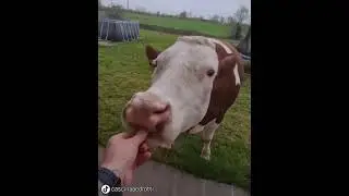 COW COOKIE CRAZE! When She Sees Her Favorite Treat... 😭❤️