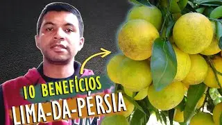 O 10&ordm; VAI TE SURPREENDER! LIMA-DA-P&Eacute;RSIA