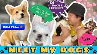 BEST DOG BREEDS | Kap Jerry
