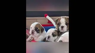 Adorable Cute Little Bulldog Puppies @divineriver
