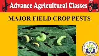 MAJOR FIELD CROP PESTS (Hindi/English) Agricultural Field Officer