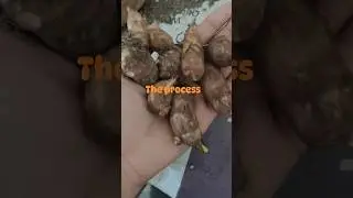 Taro leaves growth from roots in 2 months#taro#leaves