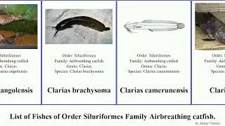 Fishes of Order Siluriformes Family Airbreathingcatfish clarias walking nops angolensis Manguri