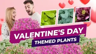 🌺 Valentine's Day Themed Plants - Buy A Plant For Someone You Love 🌿