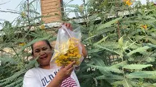 Harvesting the hummingbird tree flowers