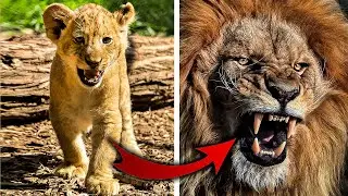 هكذا تبدوا الحيوانات عندما تكبر | تطور منذ الصغر