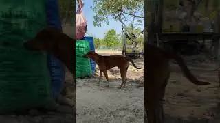 Cleaver DOG #reels #shortvideo #animal #dog