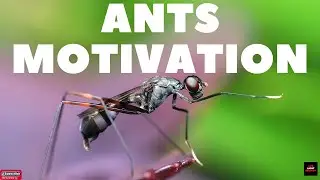 Ants Motivation  |  Ants Attitude  |  Ants Philosophy of Life  |  Lessons from Ants  |  Hard facts