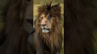 The Lion Who Defeated 400 Hyenas and a Hippo #lion #scarface #wildlife #animals