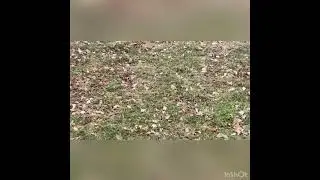 Landscaper Pro Pre-Winter используем для зелёной кровли