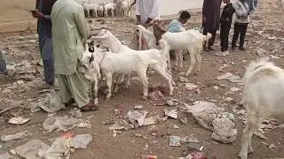 Bhains colony Bakra Mandi Se  Sasti Bakra Mandi/ Ghulam Qadir Goat Farm/ Goat Farming/ Bakra Mandi