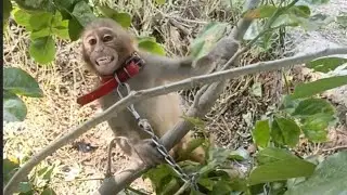 باندری دا بچہ