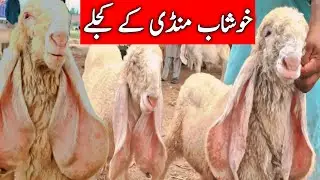 Khushab Kajla Kakka Lela Mandi | 5 Neshan Wale Kajle || Global Village Farming
