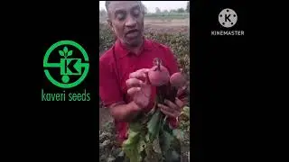 ALEX - HYBRID BEETROOT