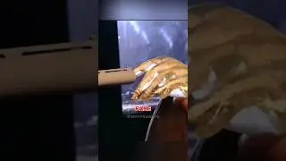 What Happens If You Stick Your Finger in a Gun Barrel? #shorts